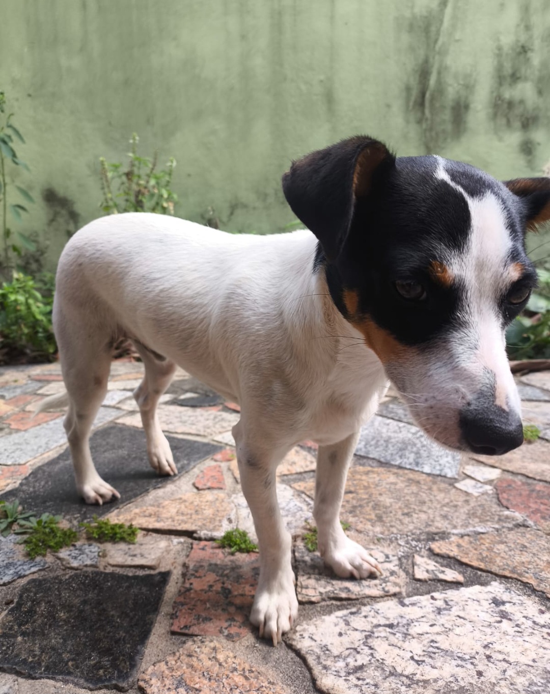 Cachorro