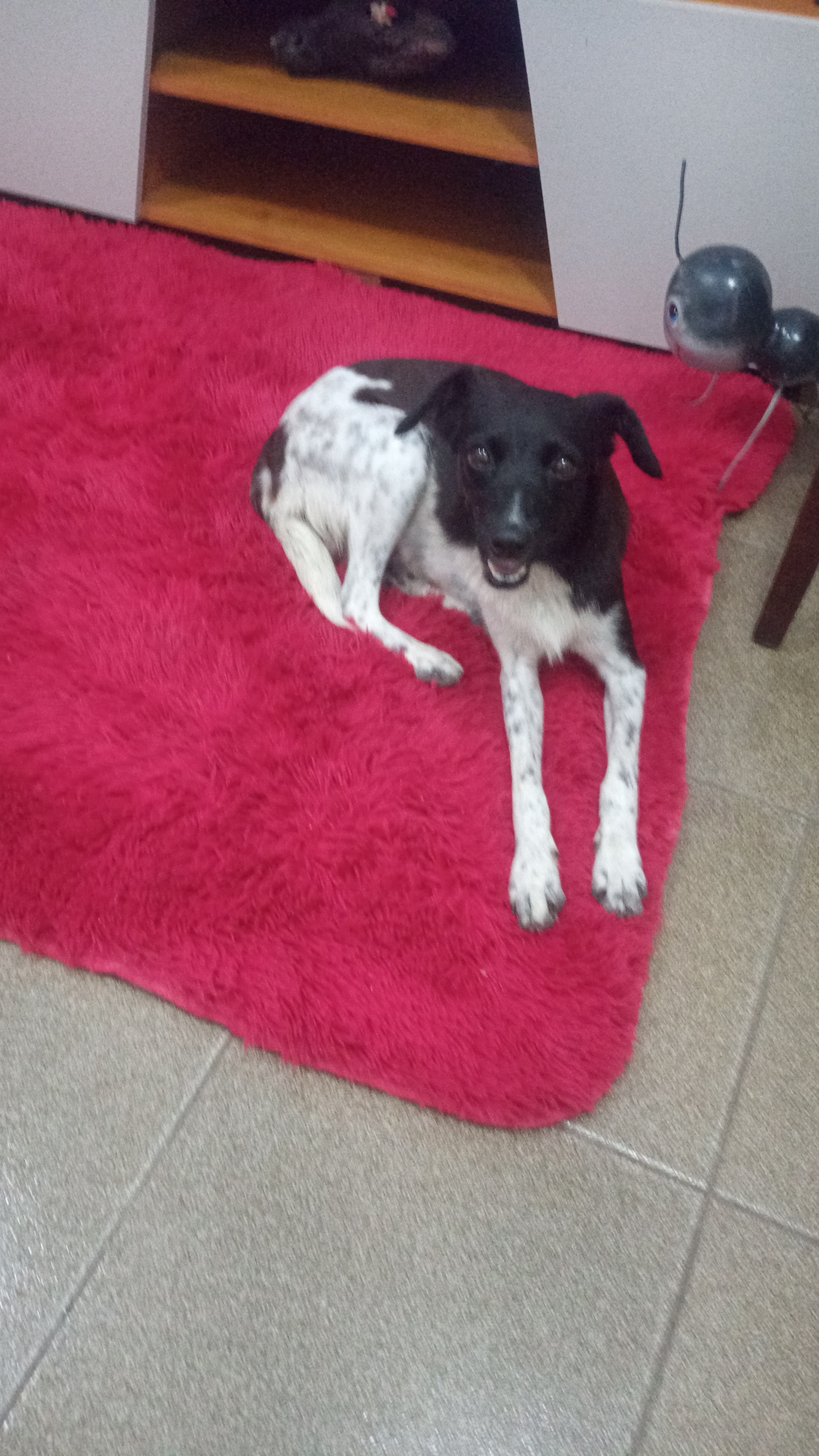 Cachorro