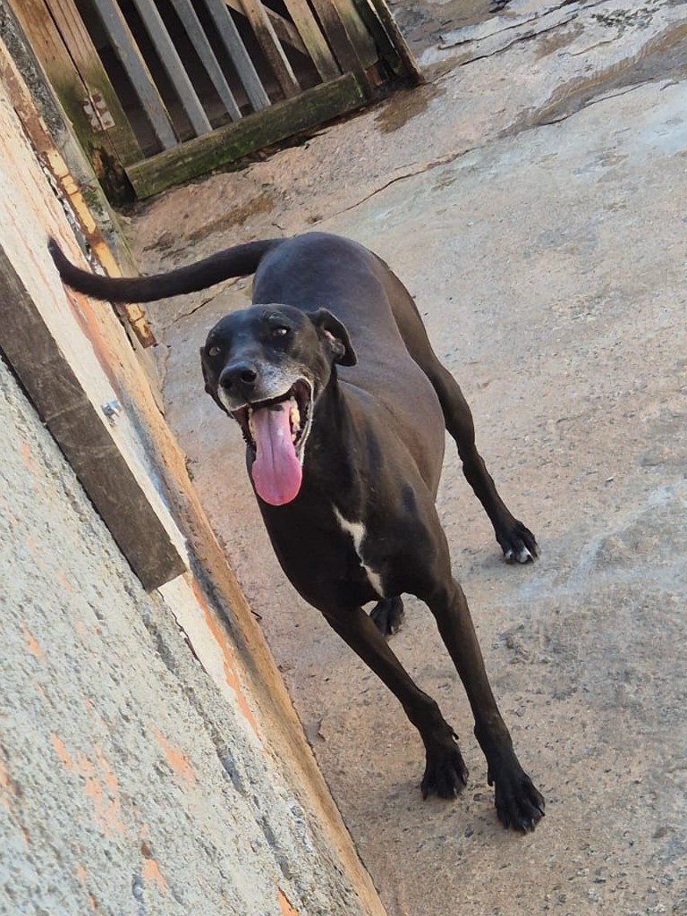 Cachorro