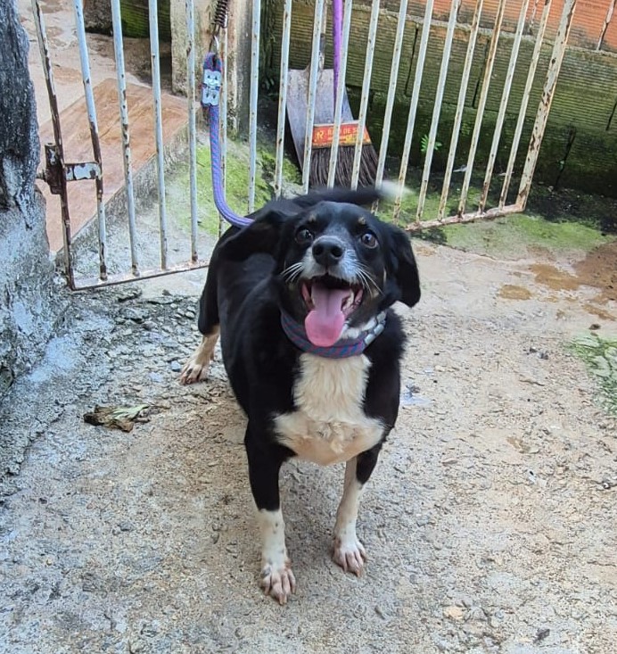 Cachorro
