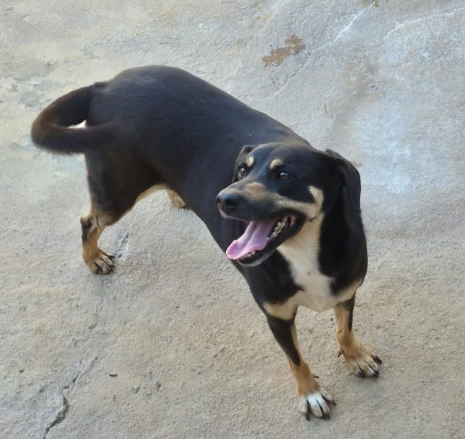 Cachorro