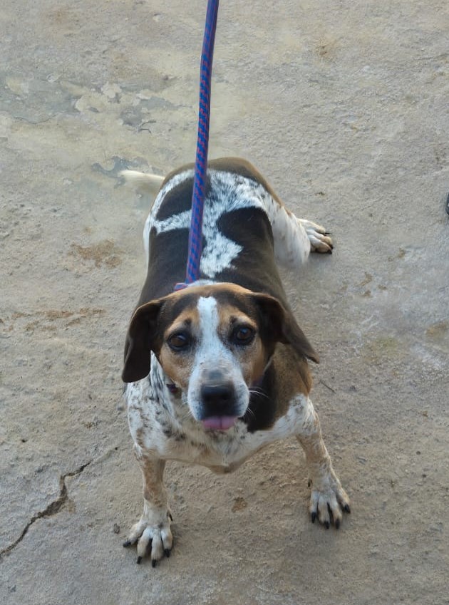 Cachorro