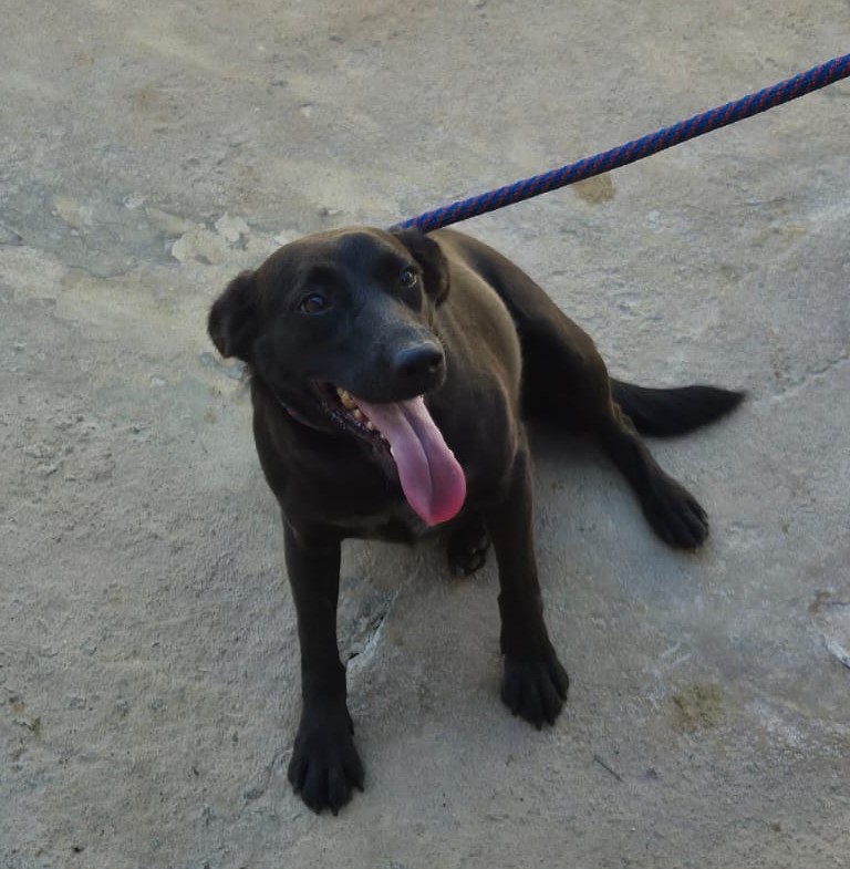 Cachorro
